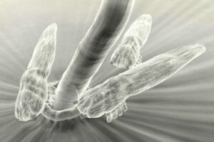 Ácaros nos Cílios Como Ocorre a Infestação, Sintomas e Tratamentos